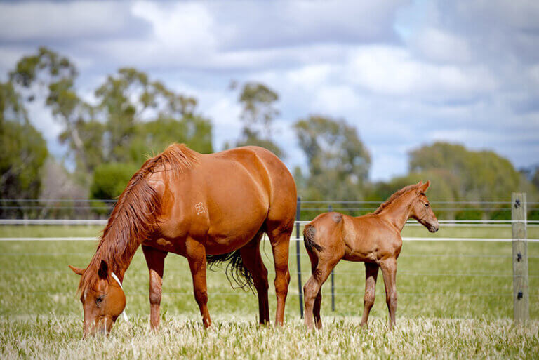 SwettenhamStud_home-gallery8