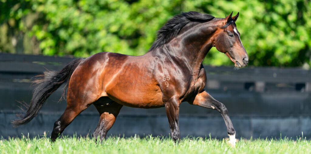 Arrowfield Stud