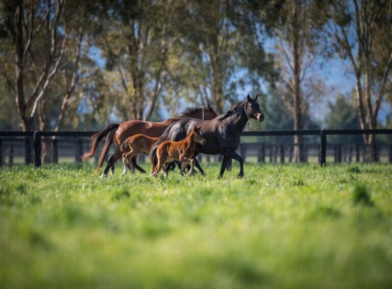 Kia Ora Stud