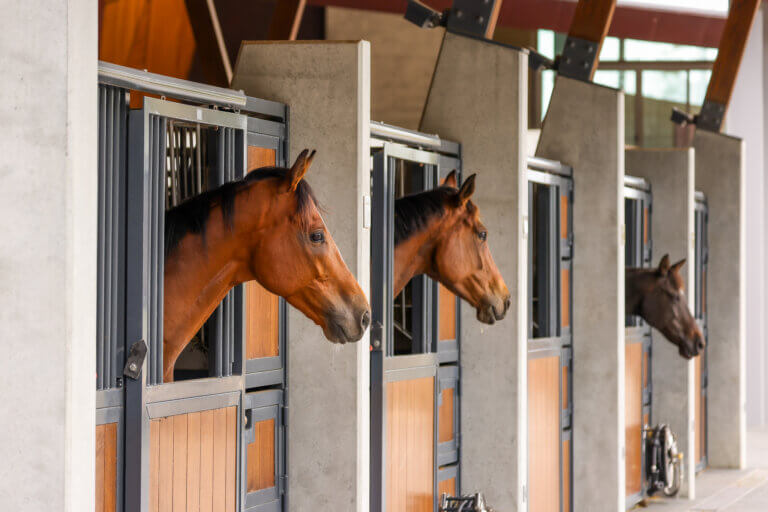 Willinga-Park-Horses